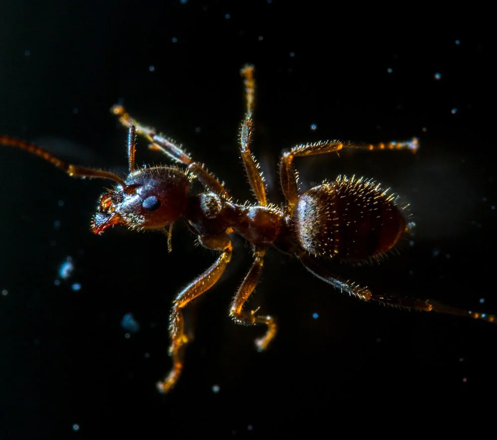 Paint By Numbers | Ant - Red Ant In Black Background