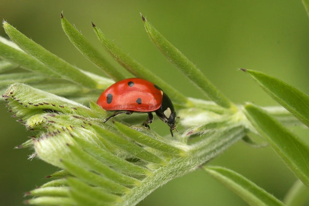 Paint By Numbers | Aphid - Red Ladybug On Green Leaf