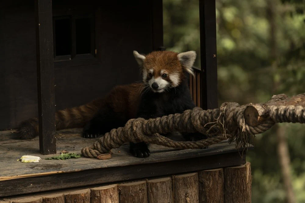 Paint By Numbers | Kunming - Red Panda On Brown Wooden Table