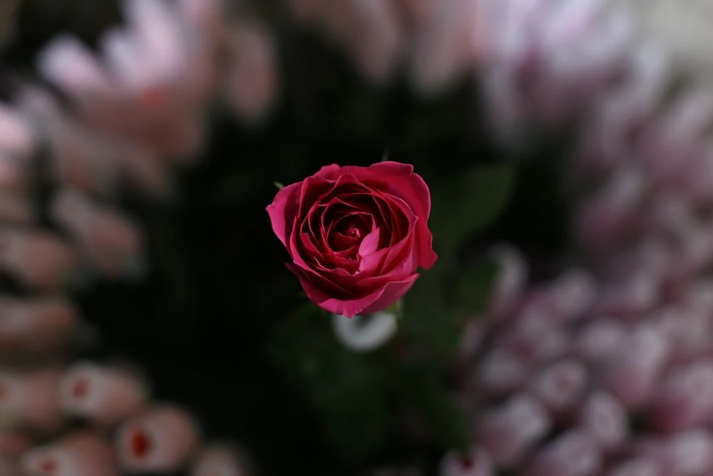 Paint By Numbers | Kunming - Red Rose Flower