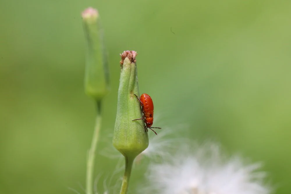 Paint By Numbers | Aphid - Red Seven Spotted Beetle Perched On Green Stem