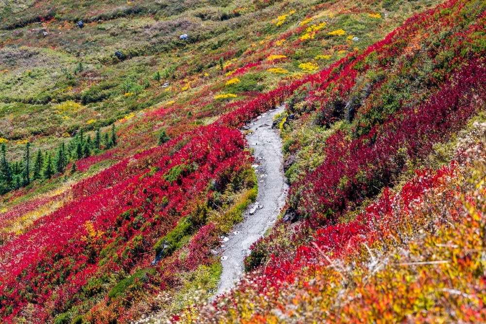 Paint By Numbers | Road In Middle Of Red And Yellow Flower Field