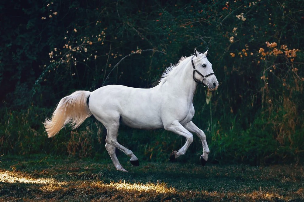 Paint By Numbers | Horse - Running White Horse