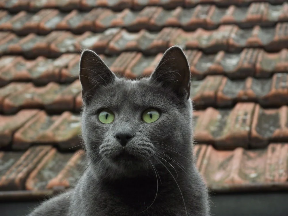 Paint By Numbers | Black Panther - Russian Blue Cat On Brown Roof