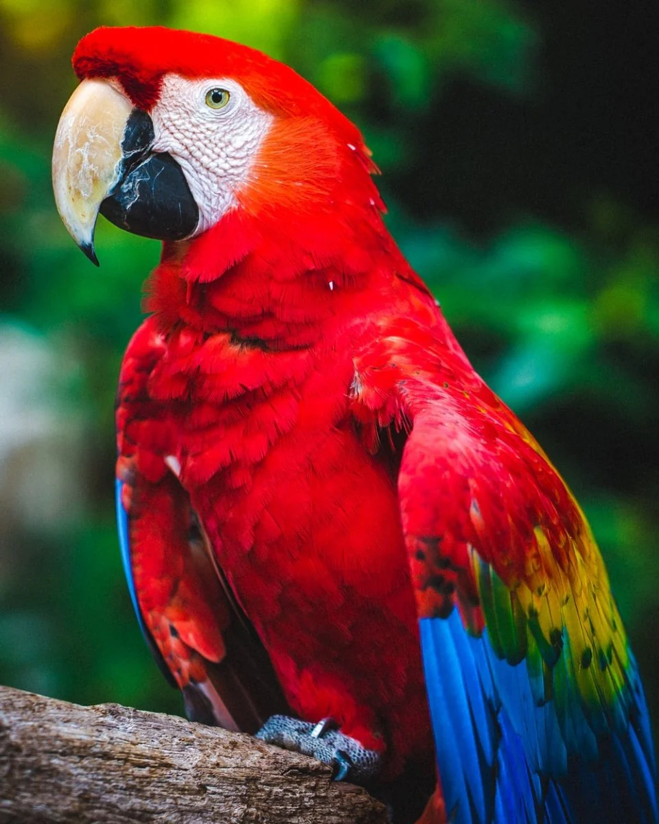 Paint By Numbers | Parrot - Scarlet Macaw Porches On Tree Branch