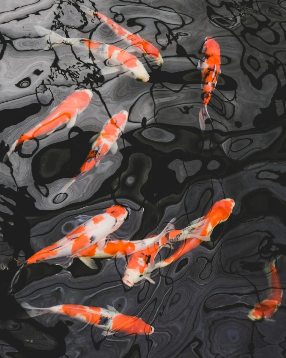 Paint By Numbers | Carp - School Of Koi Fish