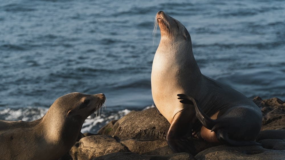 Paint By Numbers | Sea Lion - Seal On Rock Near Body Of Water During Daytime
