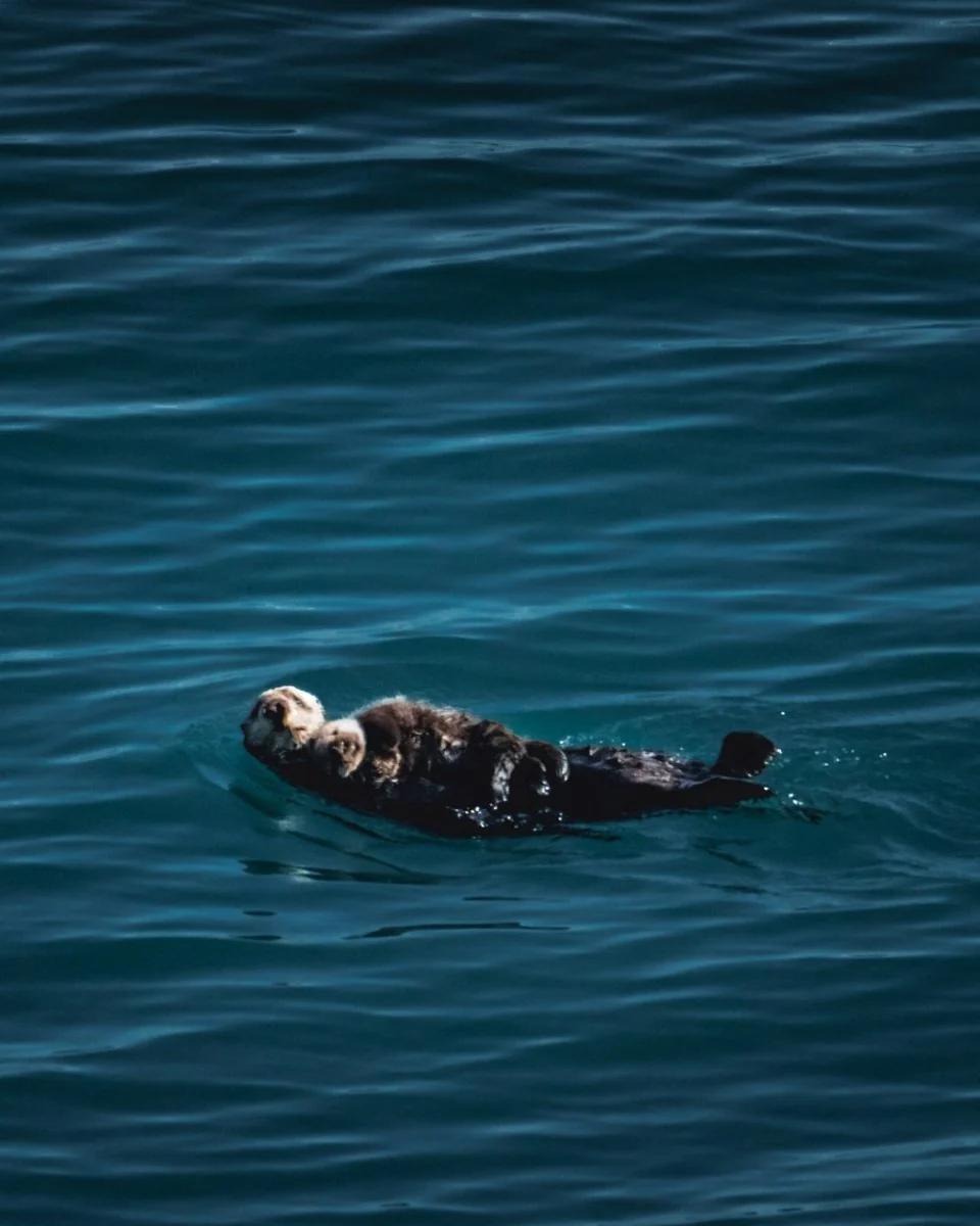 Paint By Numbers | Otter - Seal On The Body Of Water Photograph
