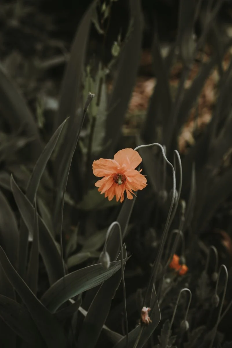 Paint By Numbers | Bat - Selective Focus Of Pink Petaled Flower