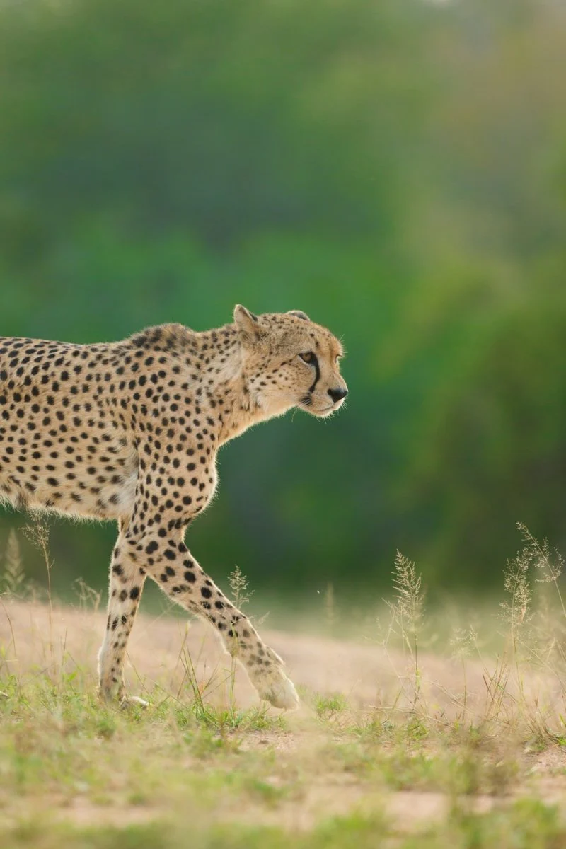 Paint By Numbers | Cheetah - Selective Focus Photo Of Cheetah