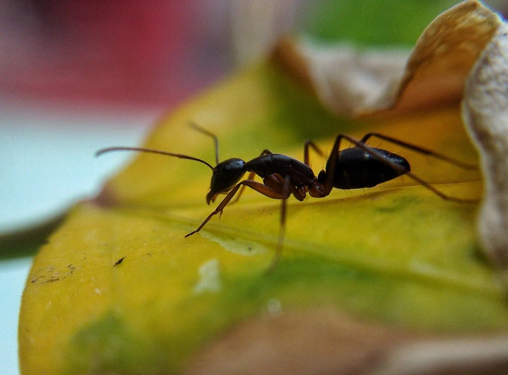 Paint By Numbers | Ant - Selective Focus Photography Of Ant