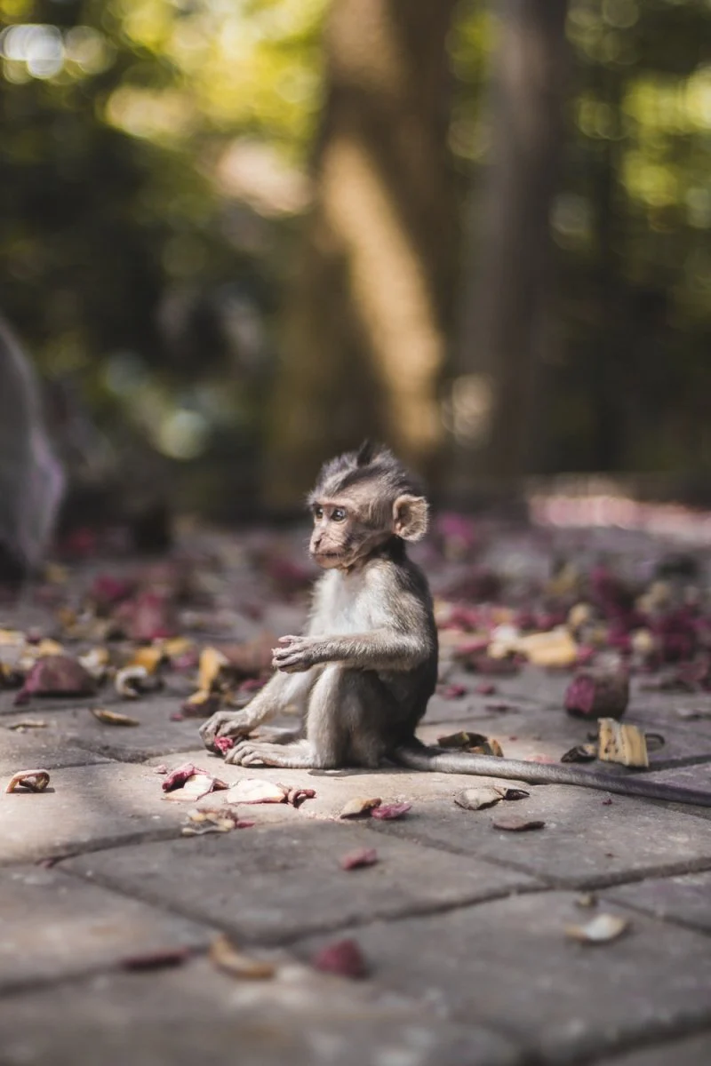 Paint By Numbers | Baboon - Selective Focus Photography Of Brow Monkey Sitting On Brick Pavement
