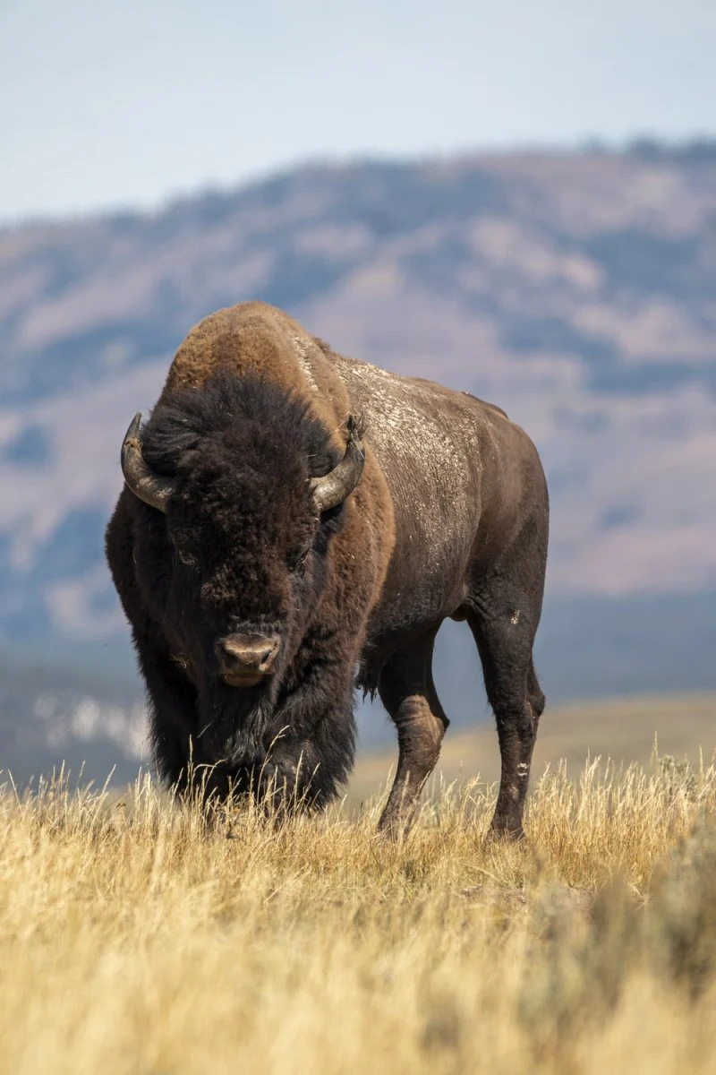 Paint By Numbers | Bison - Selective Focus Photography Of Brown Cattle On Brown Field