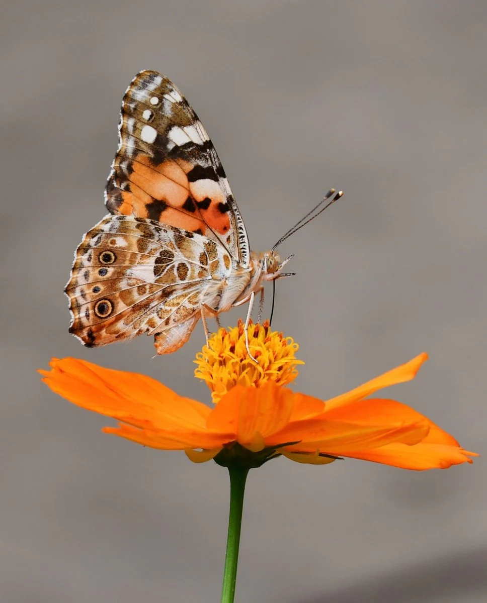 Paint By Numbers | Butterfly - Selective Focus Photography Of Butterfly On Orange Petaled Flower