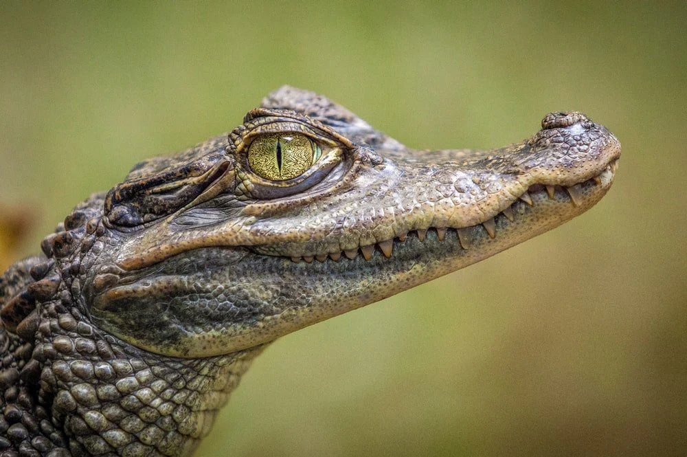 Paint By Numbers | Alligator - Selective Focus Photography Of Crocodile