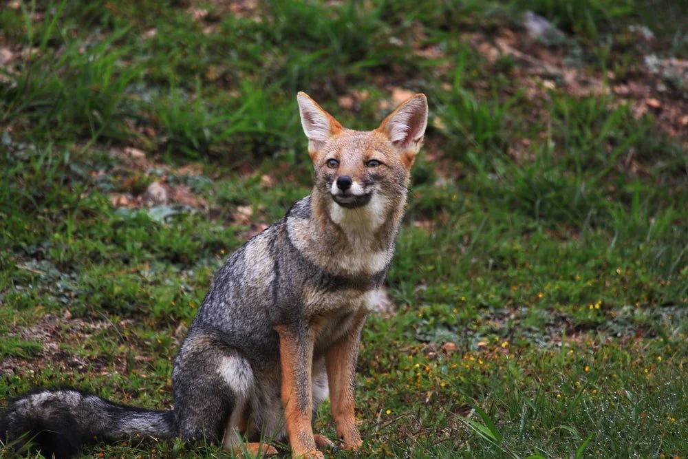 Paint By Numbers | Badger - Selective Focus Photography Of Fox