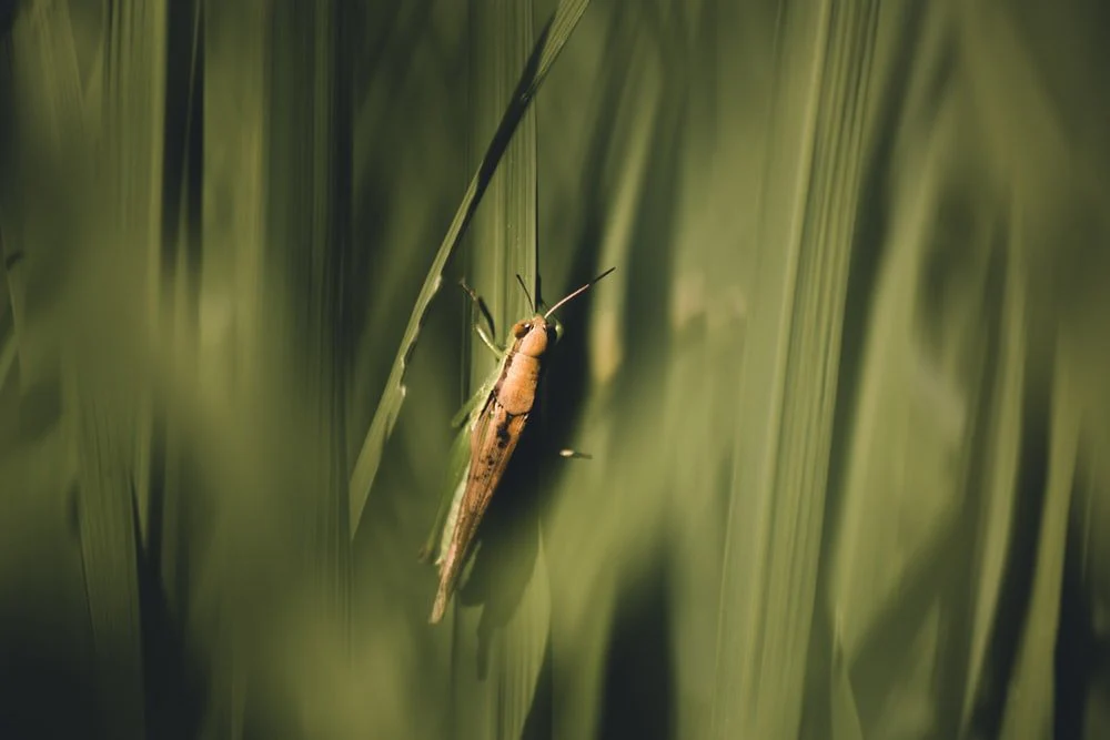 Paint By Numbers | Aphid - Selective-Focus Photography Of Grasshopper