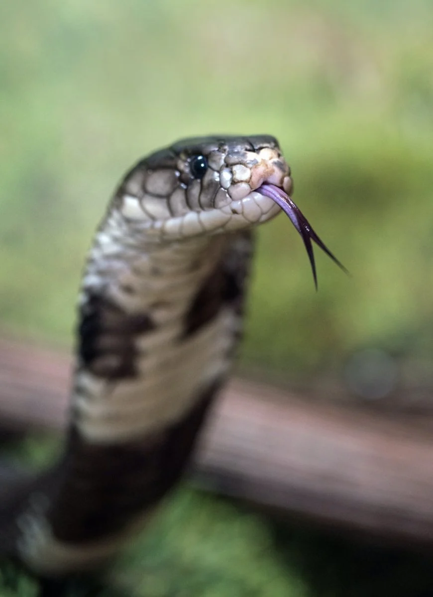 Paint By Numbers | Cobra - Selective Focus Photography Of Snake
