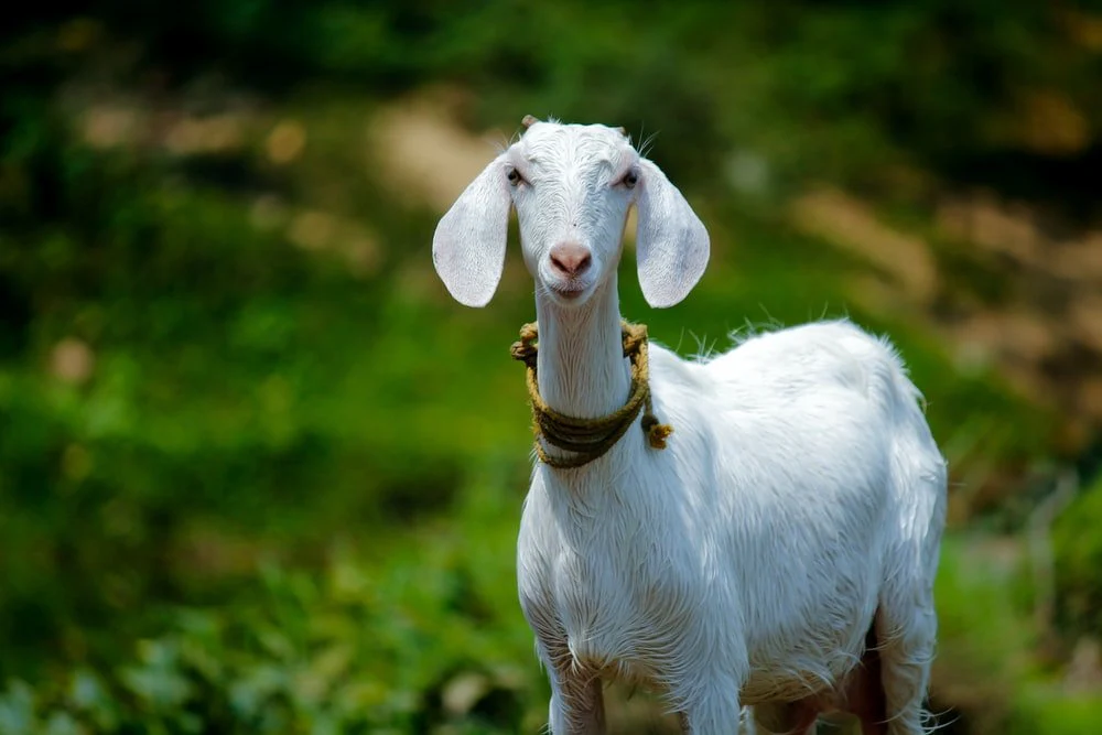 Paint By Numbers | Goat - Selective Focus Photography Of White Goat