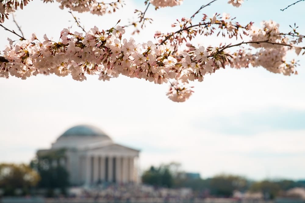 Paint By Numbers | Washington - Selective Focus Photography Of White Petaled Flowers