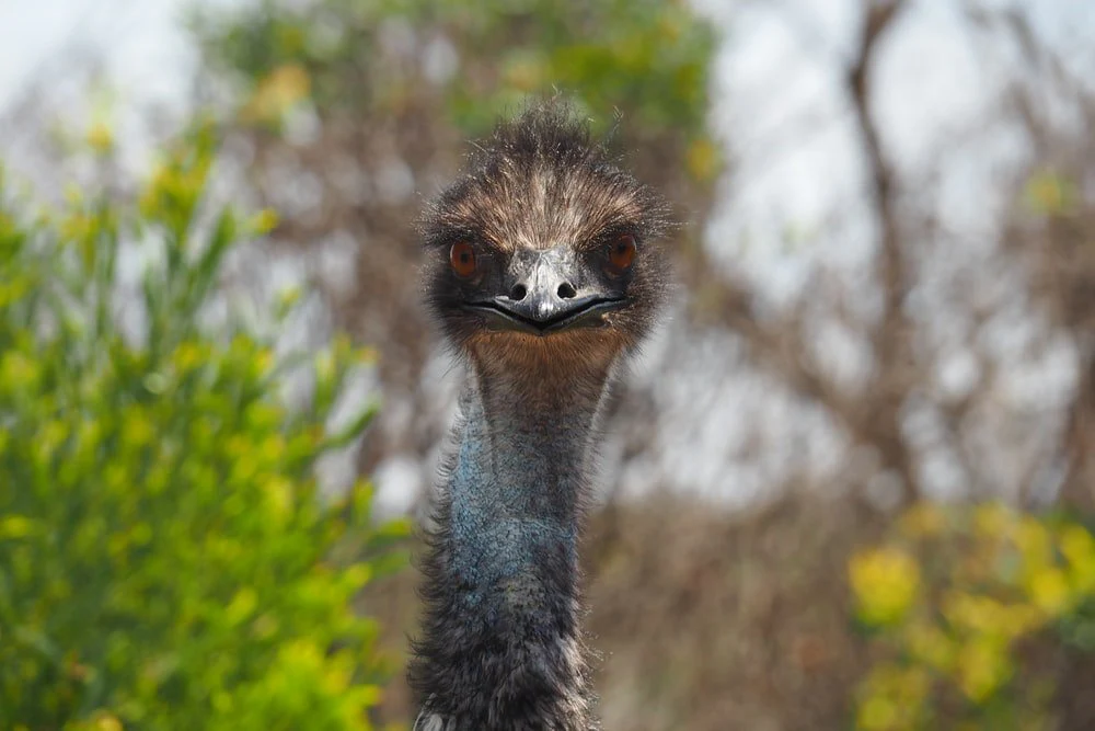 Paint By Numbers | Emu - Selective Focus Photography Ostritch Head