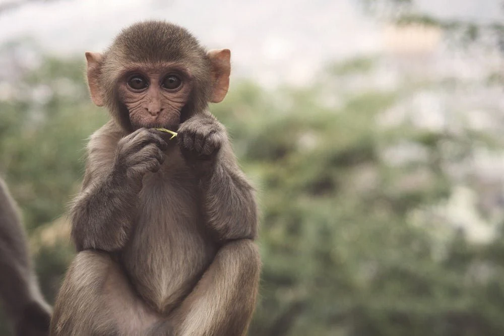 Paint By Numbers | Monkey - Selective Photo Of Brown And White Primate