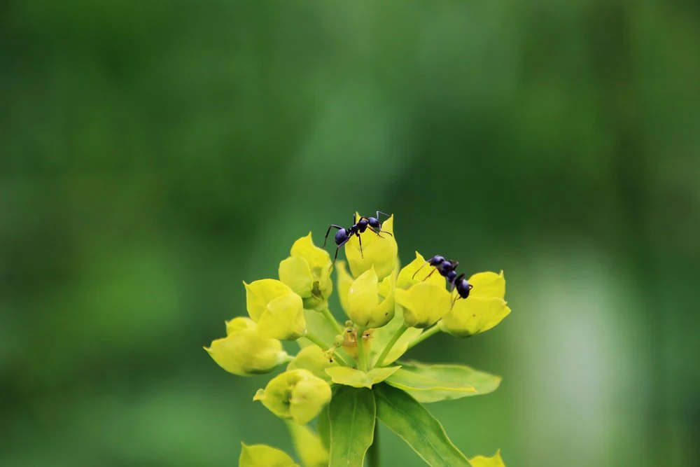 Paint By Numbers | Ant - Shallow Focus Of Ants On Yellow Flower