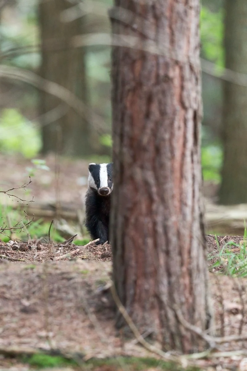 Paint By Numbers | Badger - Shallow Focus Photo Of Black And White Animal