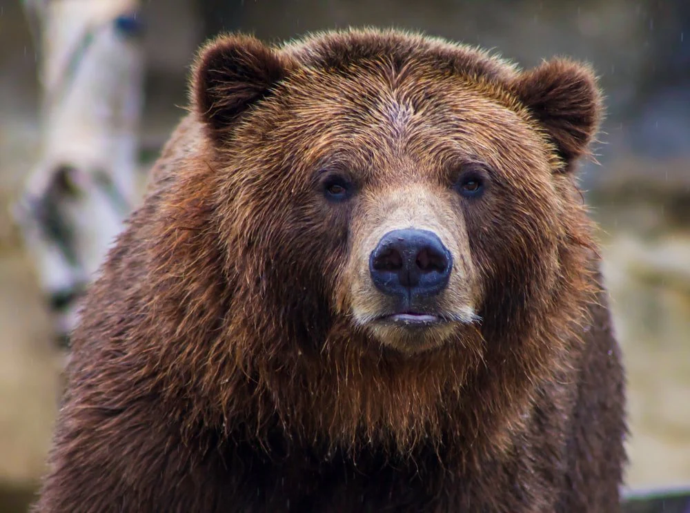 Paint By Numbers | Bear - Shallow Focus Photo Of Brown Grizzly Bear