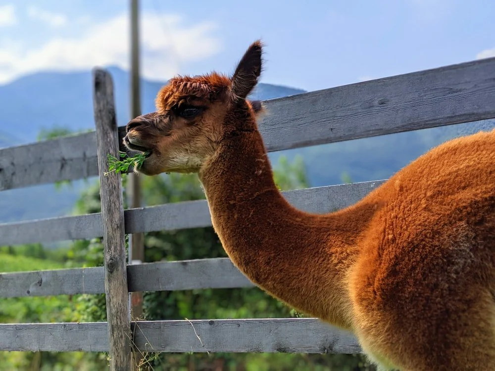 Paint By Numbers | Alpaca - Shallow Focus Photo Of Brown Llama