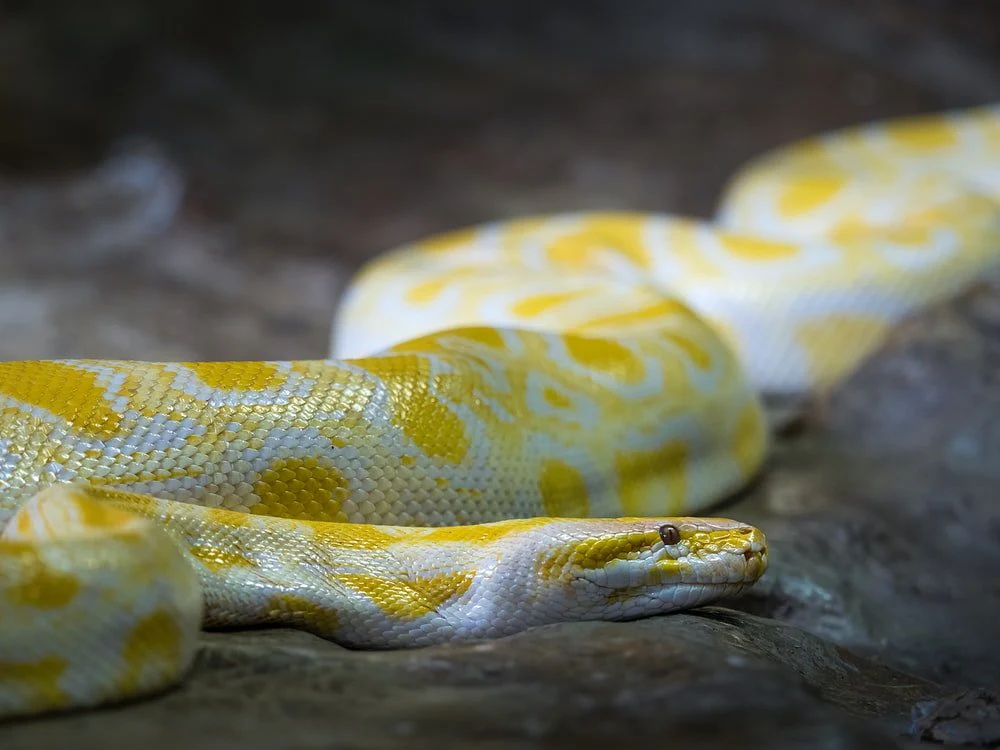 Paint By Numbers | Anaconda - Shallow Focus Photo Of Burmese Python