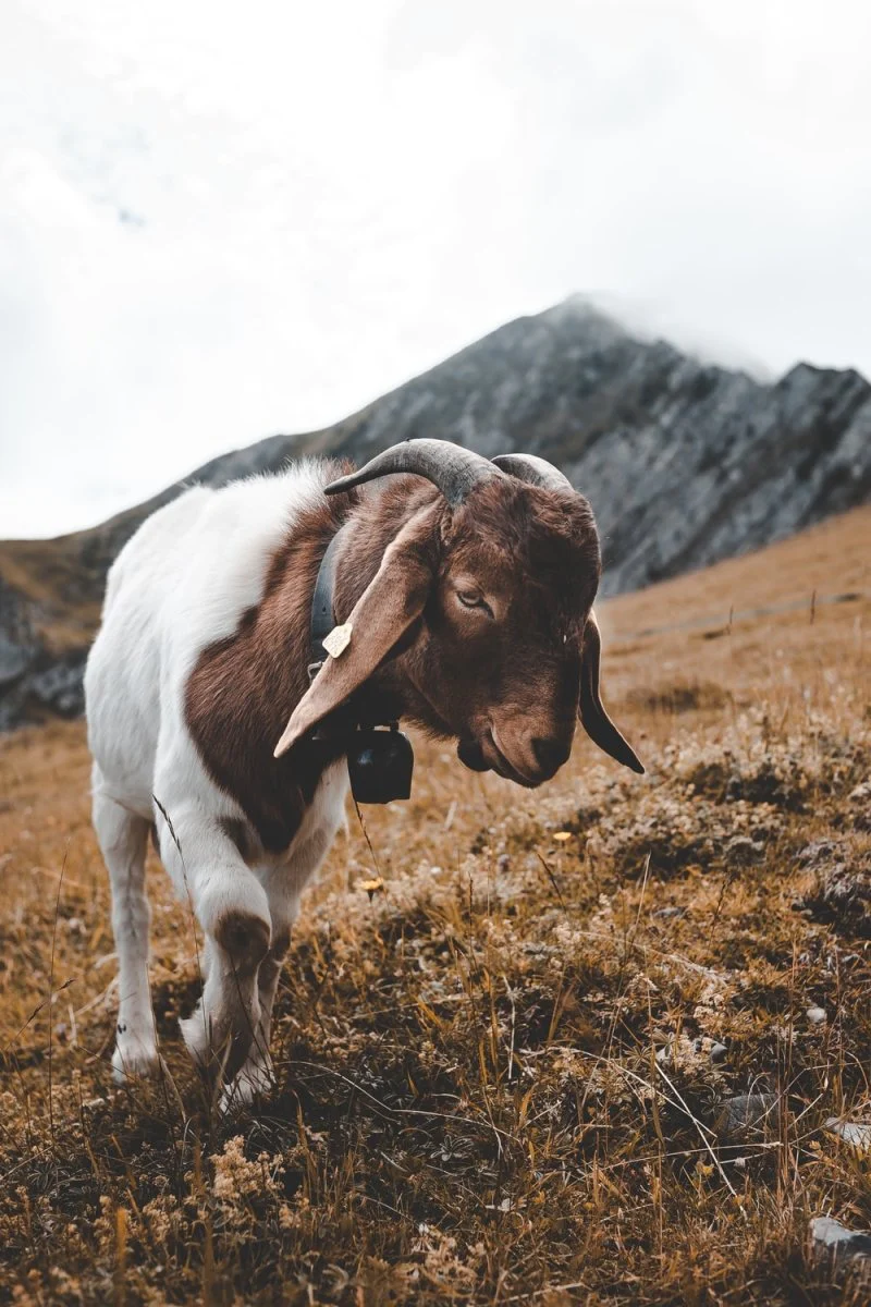 Paint By Numbers | Goat - Shallow Focus Photography Of Goat In Hill