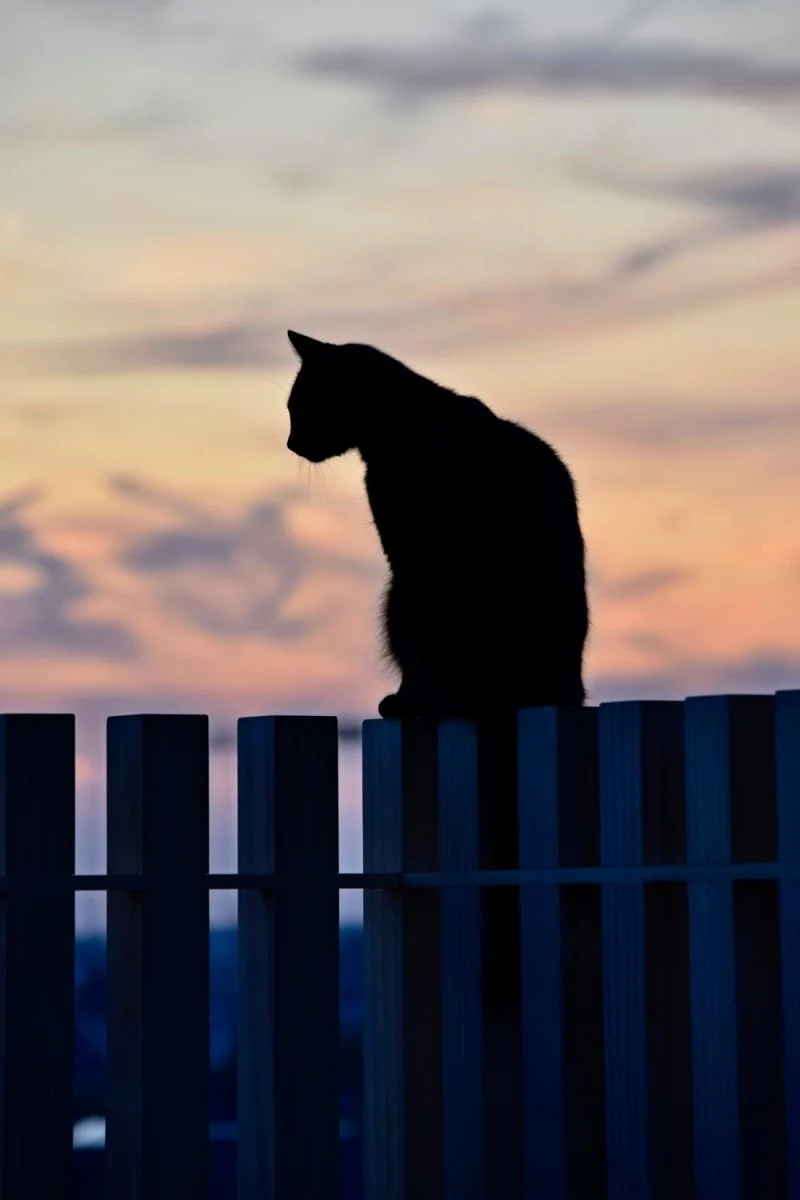 Paint By Numbers | Black Panther - Silhouette Of Cat On Wooden Fence