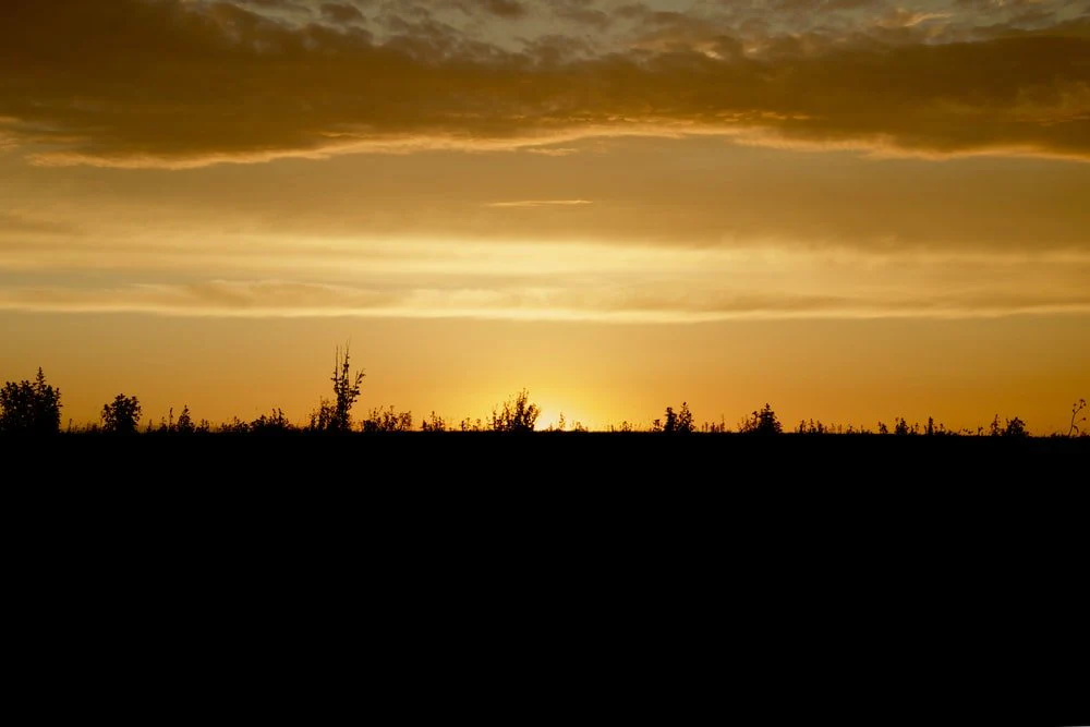 Paint By Numbers | Aardvark - Silhouette Of Trees