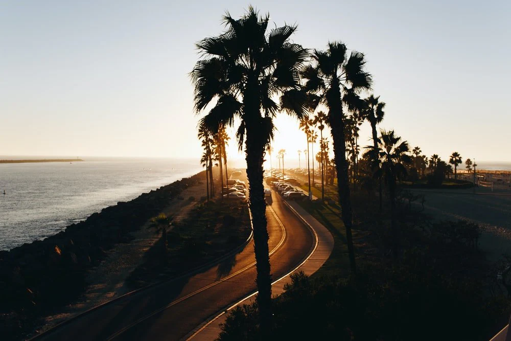 Paint By Numbers | San Diego - Silhouette Of Trees Near Ocean During Sunset