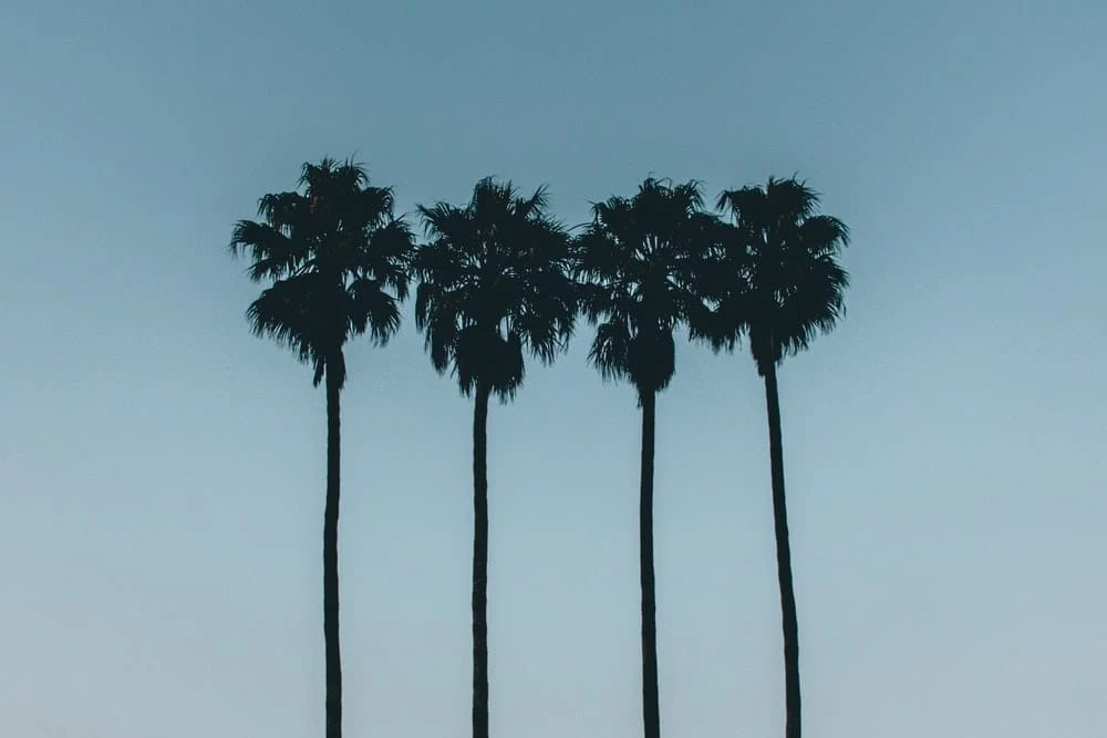 Paint By Numbers | Santa Cruz - Silhouette Photo Of Four Palm Trees