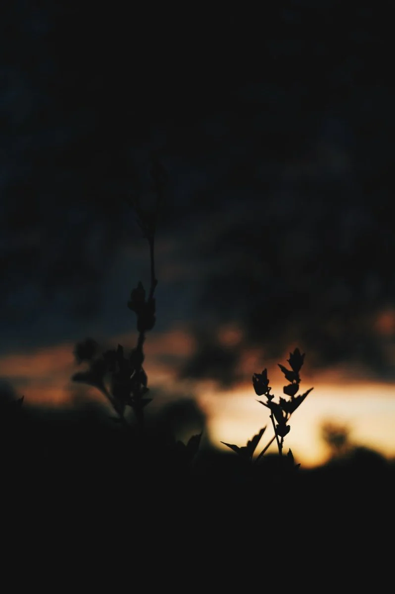 Paint By Numbers | Black Widow Spider - Silhouetto Of Plants