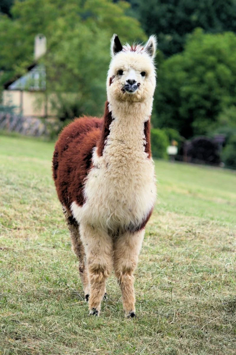Paint By Numbers | Alpaca - Standing White And Brown Alpaca