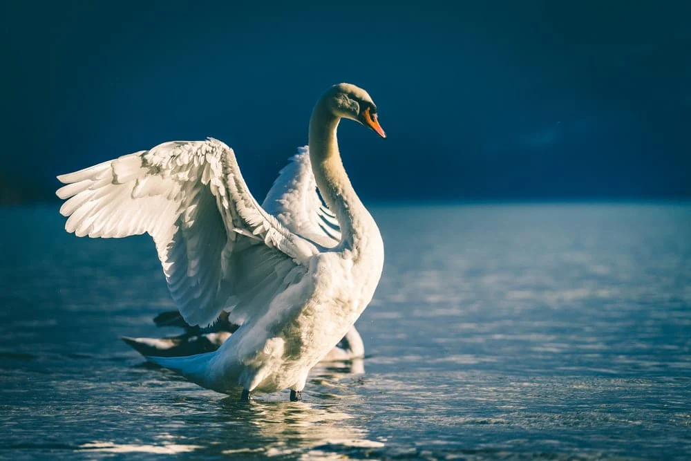 Paint By Numbers | Pelican - Swan Spreading Wings In Body Of Water