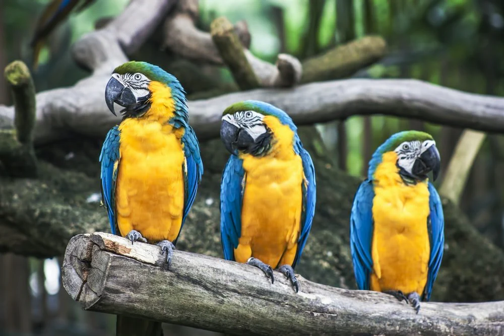 Paint By Numbers | Parrot - Three Blue-And-Yellow Parrots On Tree Branch