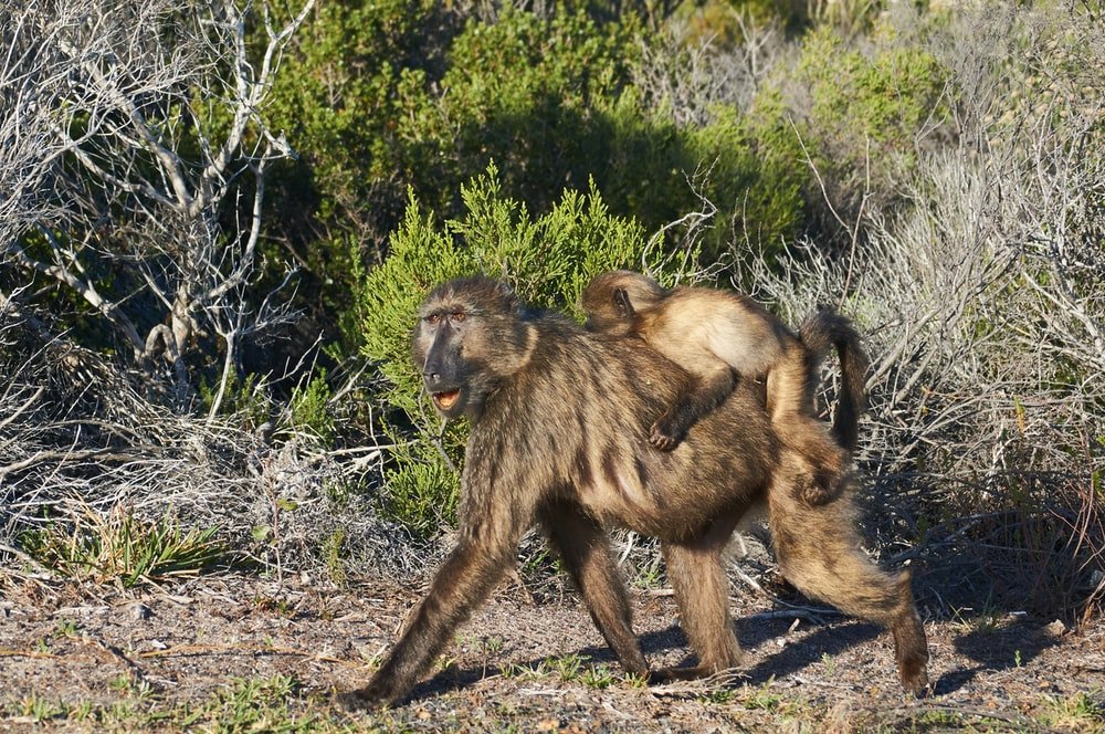 Paint By Numbers | Baboon - Three Brown Monkeys On Green Grass During Daytime
