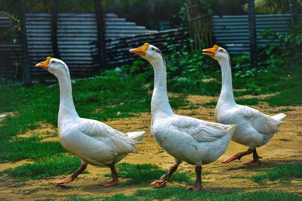 Paint By Numbers | Goose - Three White Ducks Walking