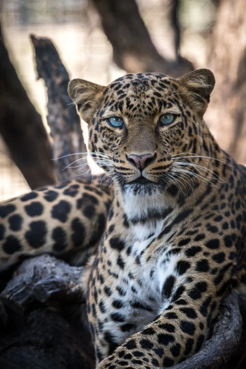 Paint By Numbers | Leopard - Tiger Animal