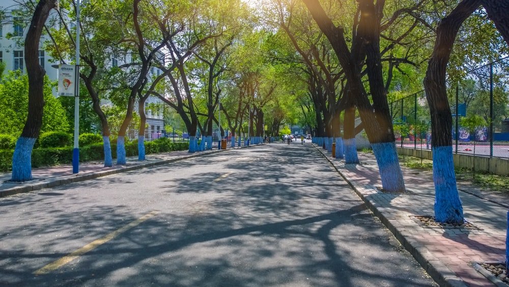 Paint By Numbers | Harbin - Trees At Daytikme