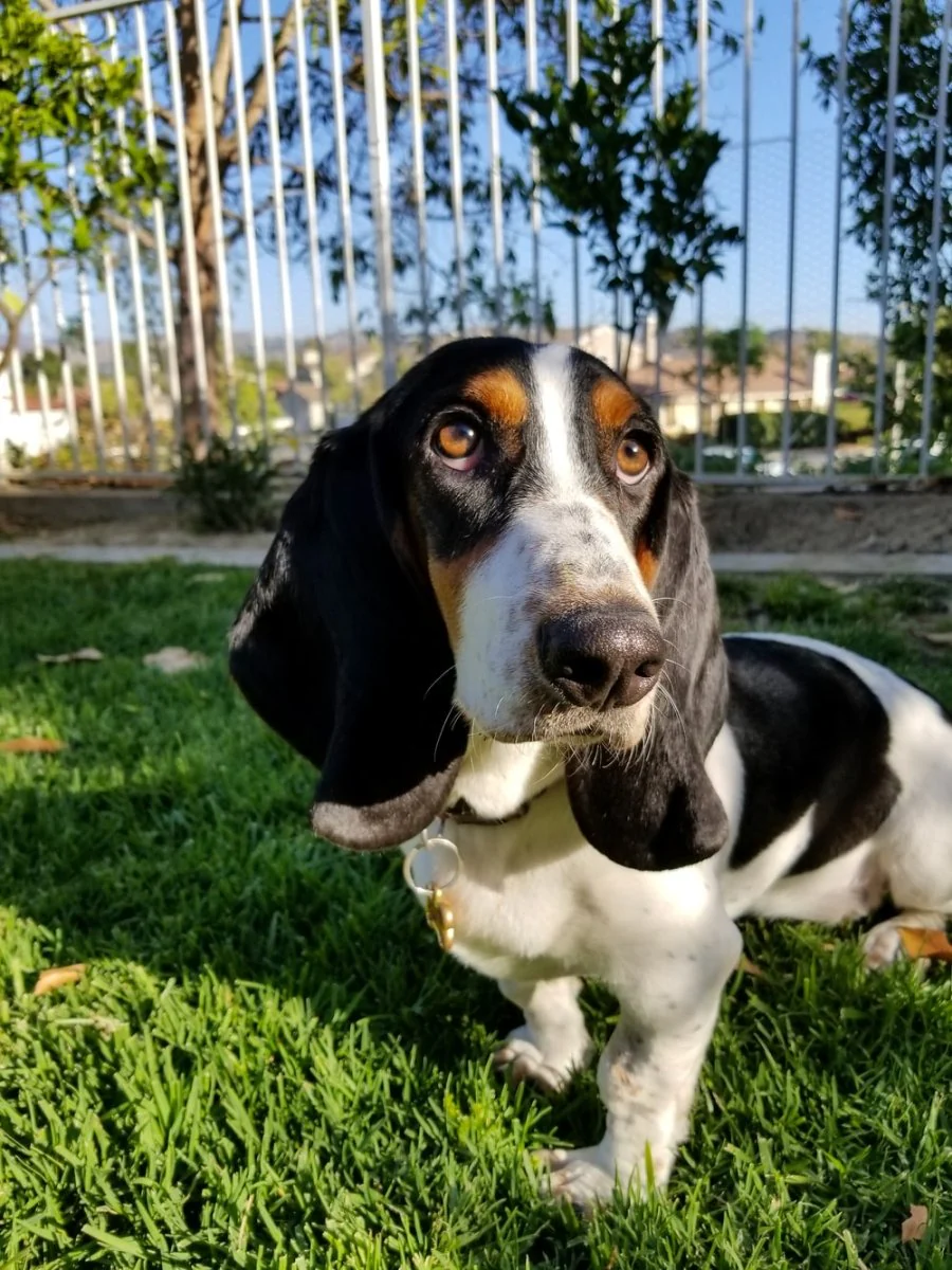 Paint By Numbers | Basset Hound - Tricolor Beagle On Green Grass During Daytime