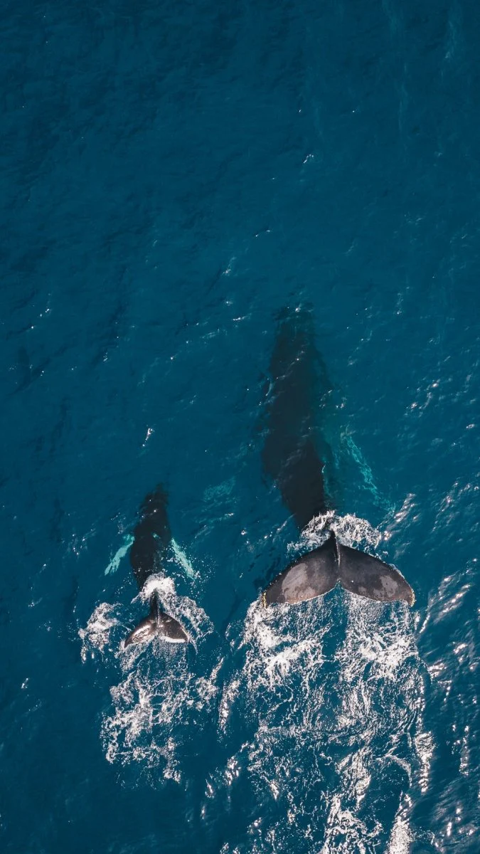 Paint By Numbers | Blue Whale - Two Black Whales Swimming In Body Of Water