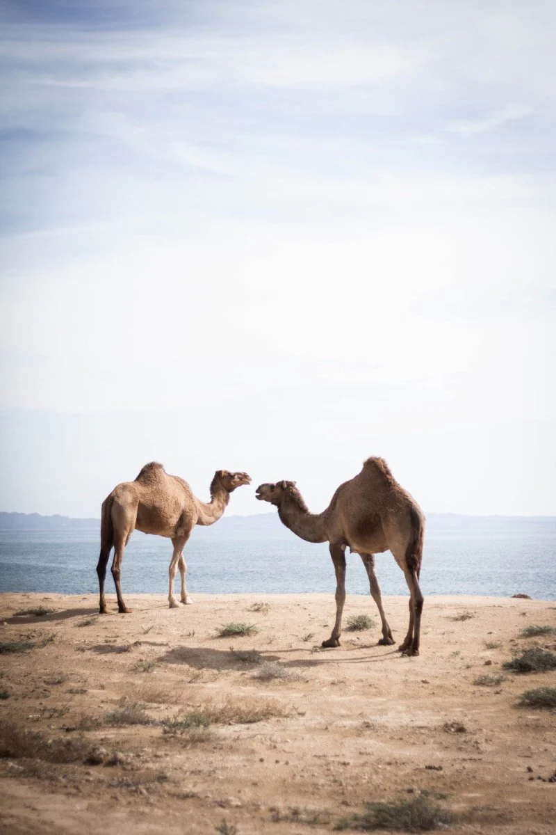 Paint By Numbers | Camel - Two Brown Camels Near Body Of Water