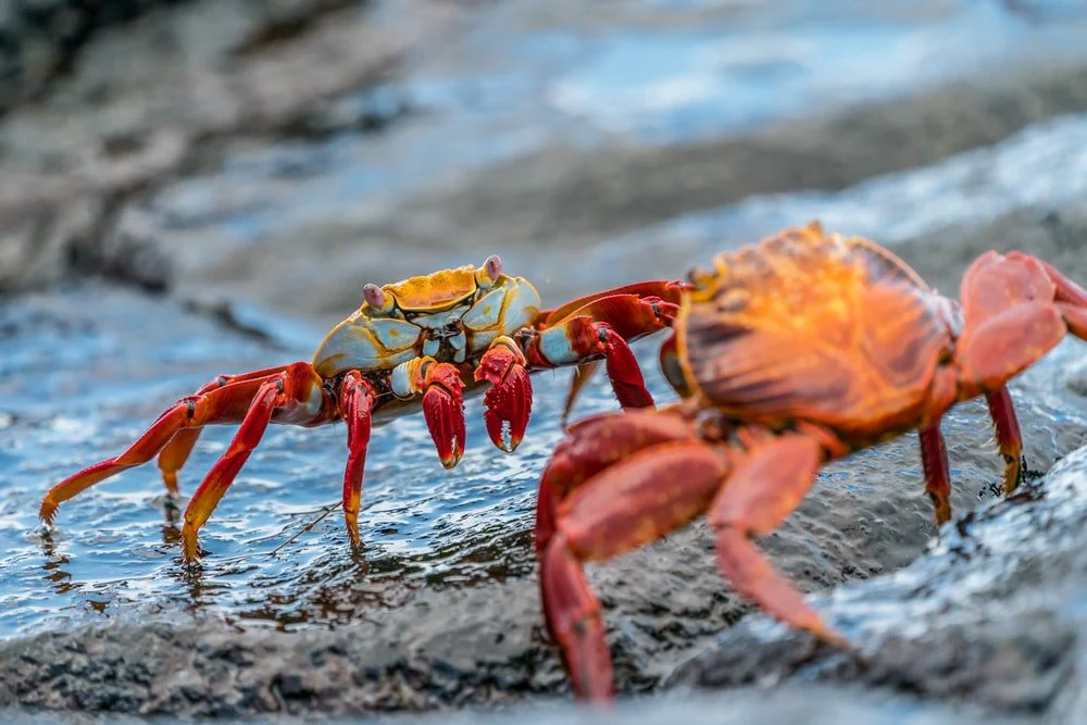 Paint By Numbers | Crab - Two Crabs On Rock
