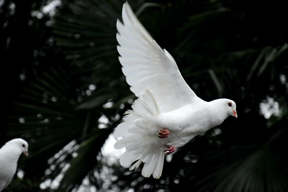Paint By Numbers | Dove - Two White Doves Flying