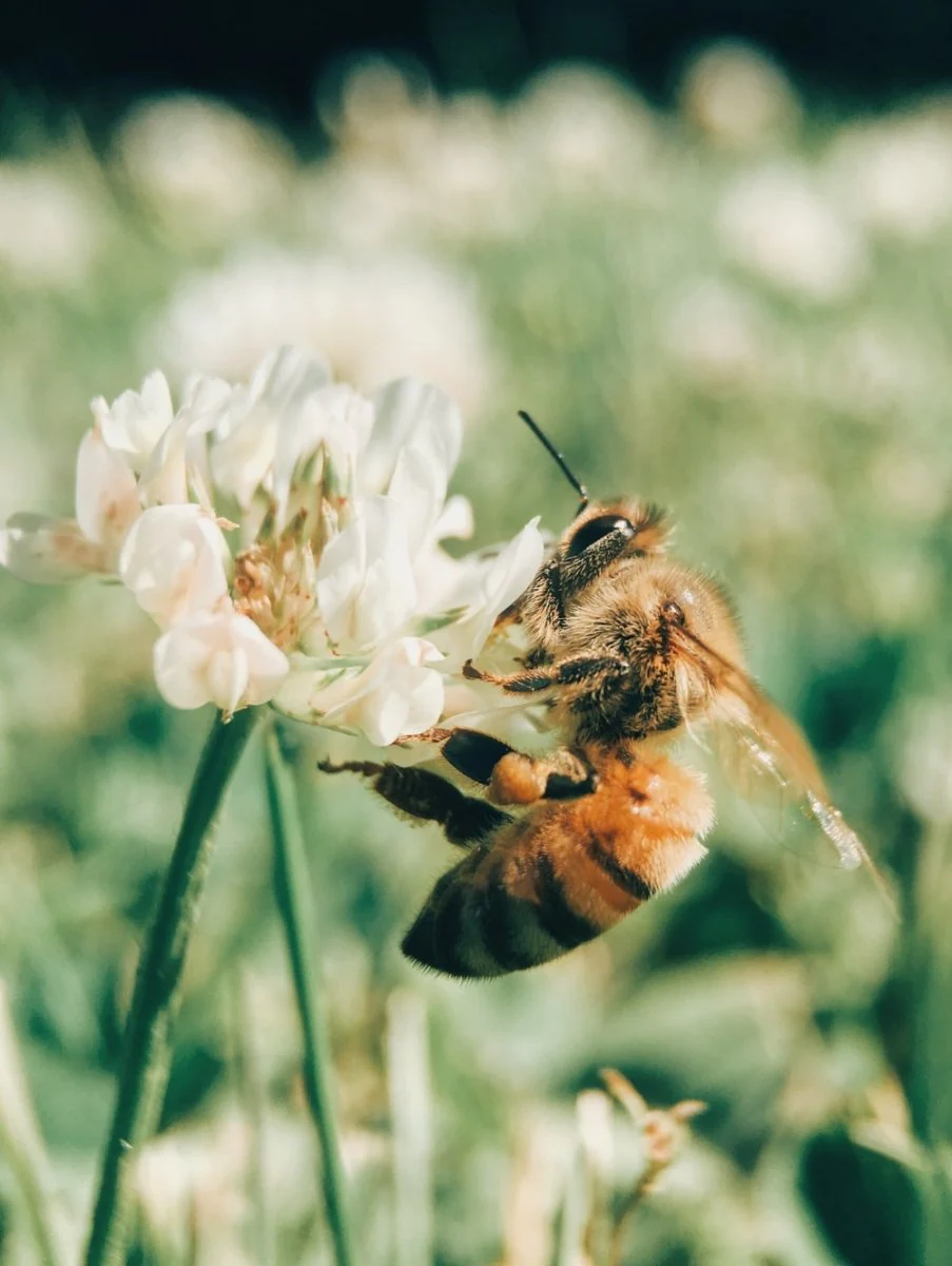 Paint By Numbers | Bee - Wasp On Blooming White Flower